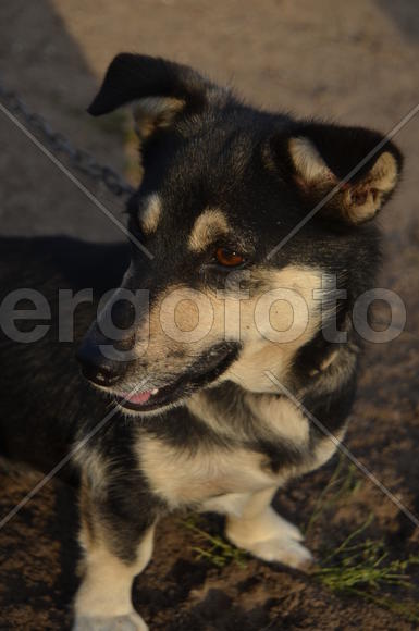 Маленькая уличная собака черно-белого окраса 