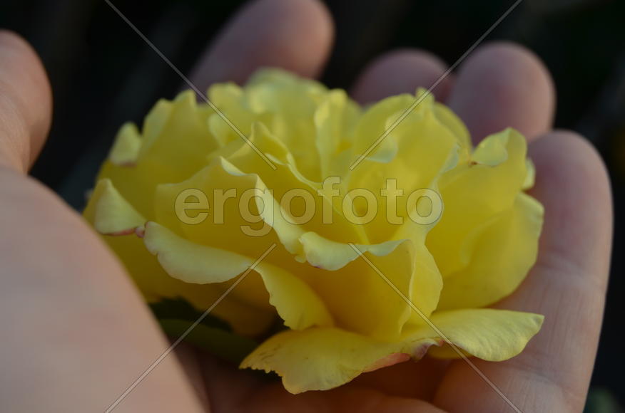 Желтый бутон цветка в руках 