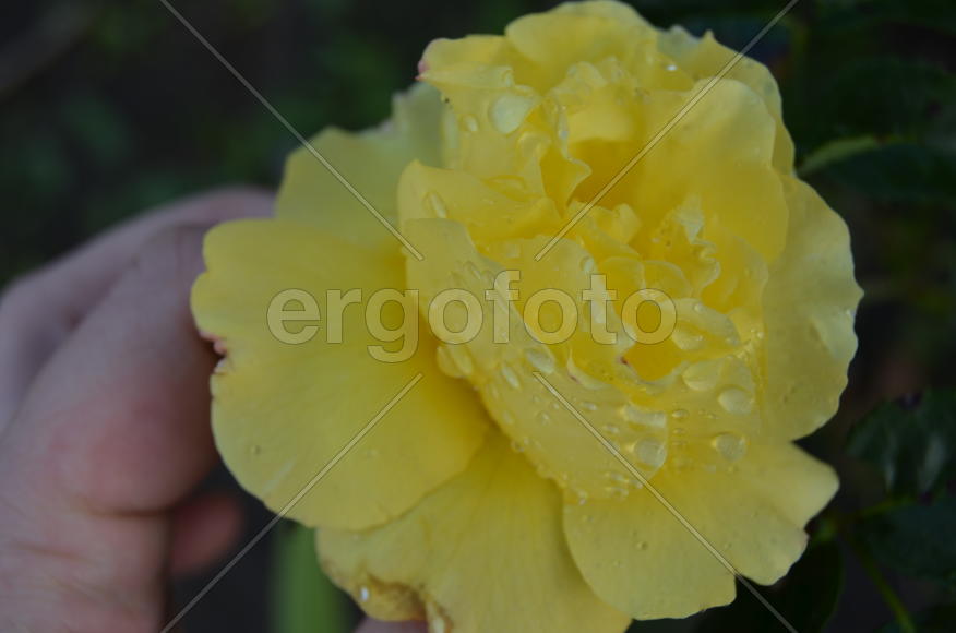 Желтый бутон с каплями росы 