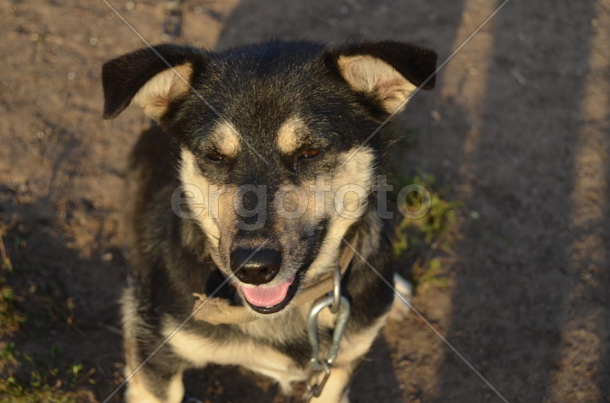 Маленькая уличная собака черно-белого окраса 