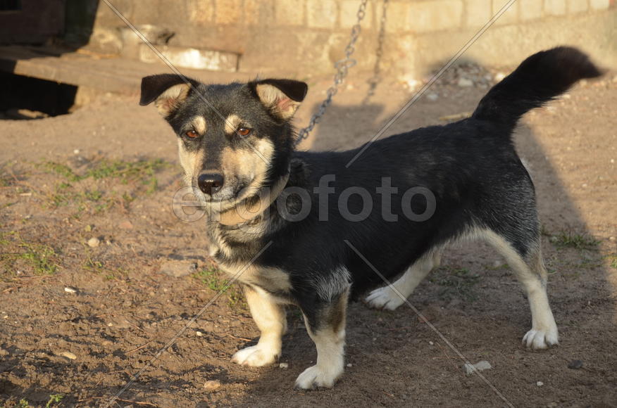 Маленькая уличная собака черно-белого окраса 