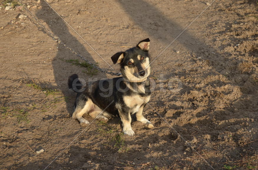 Маленькая уличная собака черно-белого окраса 