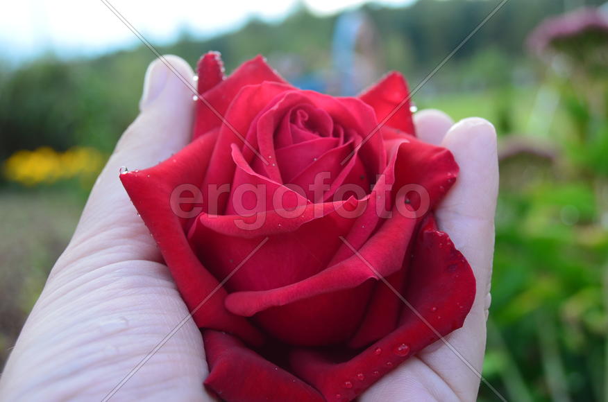 Красная роза в руке 