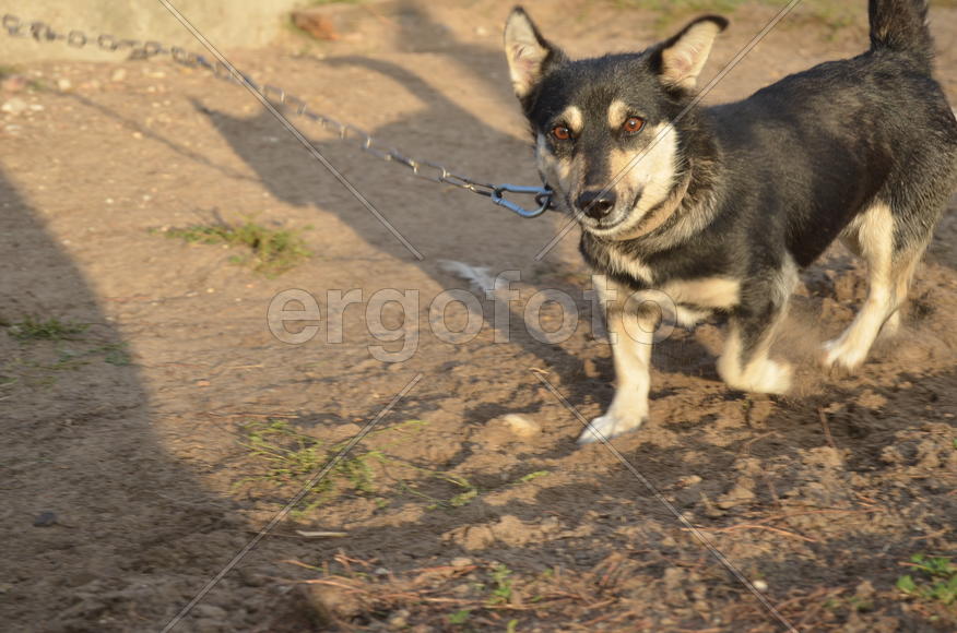 Маленькая уличная собака черно-белого окраса 