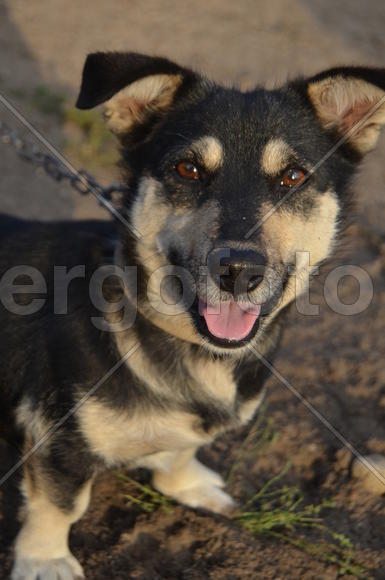 Маленькая уличная собака черно-белого окраса 