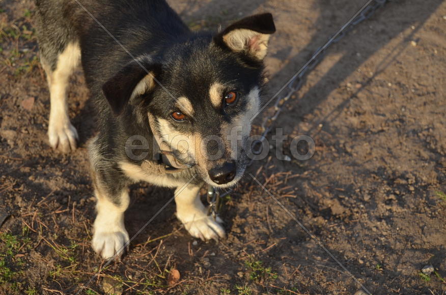 Маленькая уличная собака черно-белого окраса 
