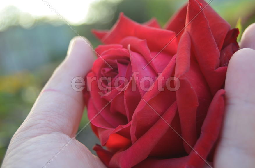 Красная роза в руке 