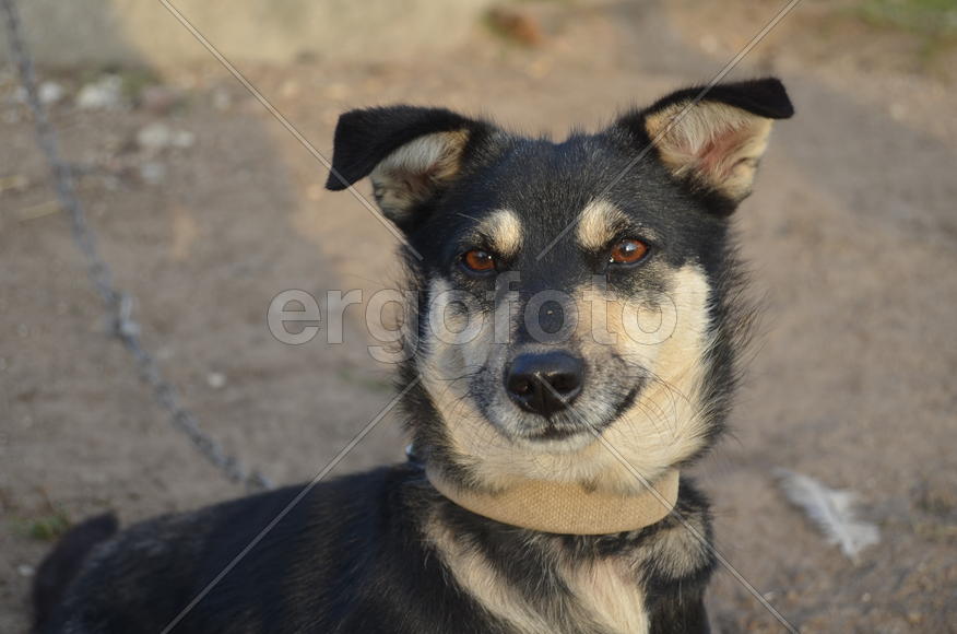 Маленькая уличная собака черно-белого окраса 
