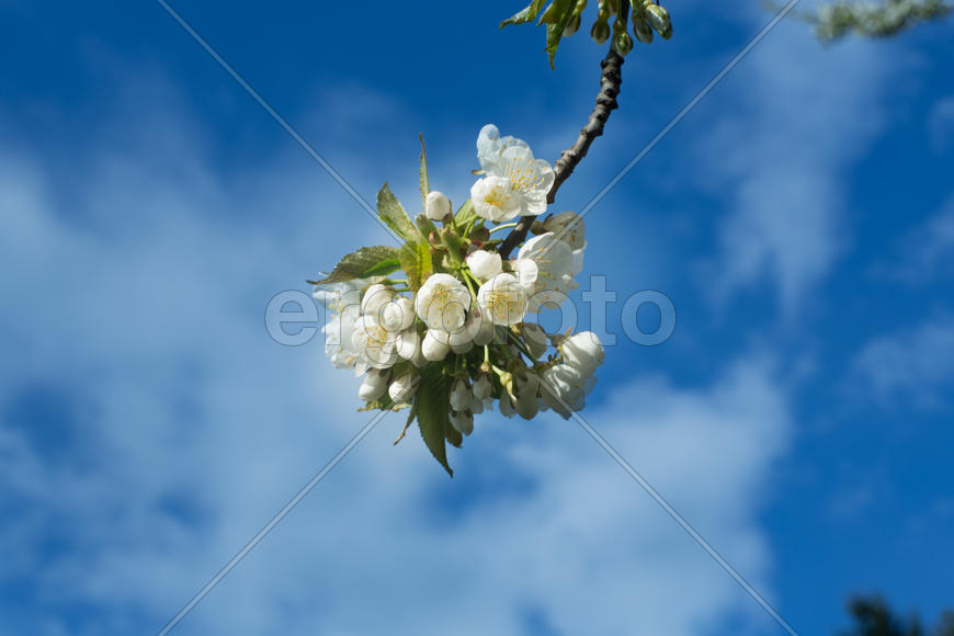 Весна.Цветущее дерево.