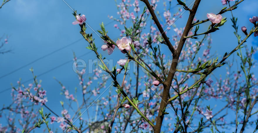 Дерево персик на фоне неба