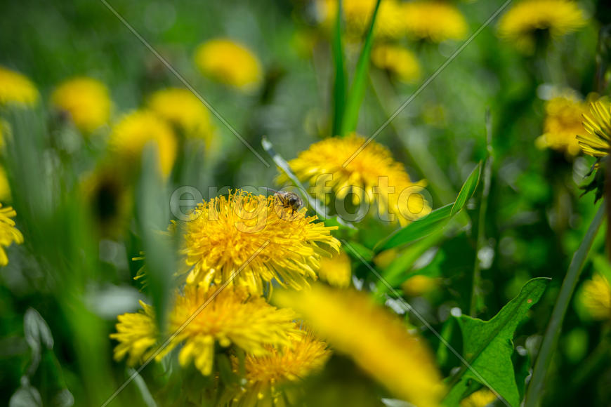 Цветы одуванчика