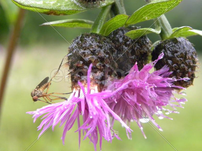 Жаждущий комарь на расторопше