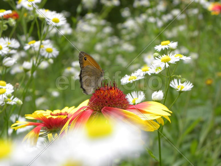 Красивые цветы