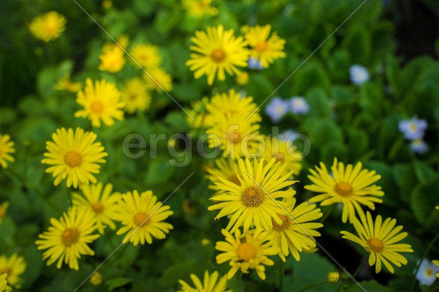 Клумба с цветами