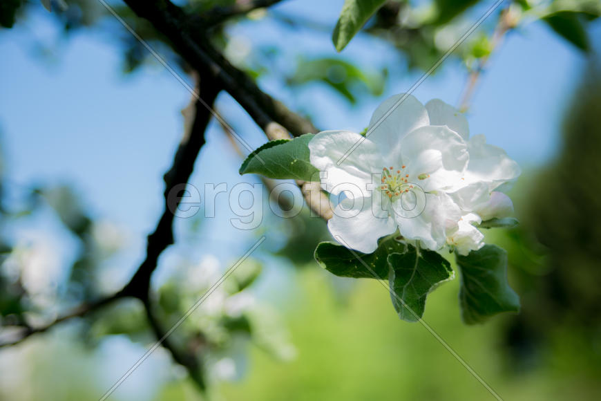 Цвет яблони