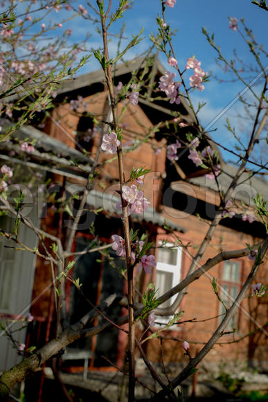 Цветущий персик на фоне дома