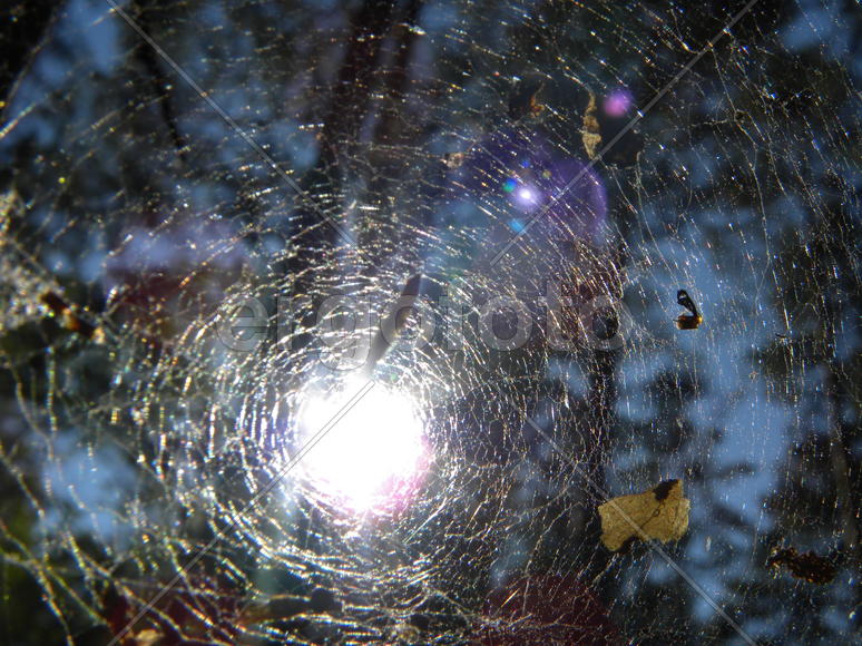 Дом и ловушка.Паутина