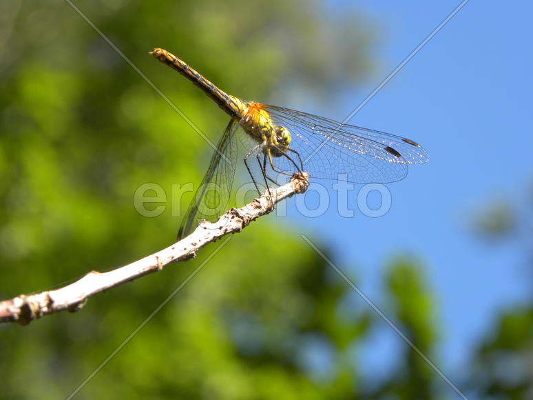 Лесной хозяин