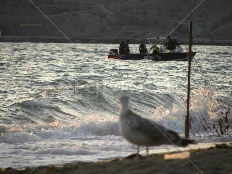 Чайка-надзератель)