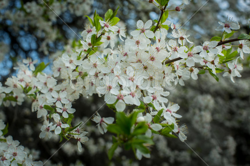 Весна.Цветущее дерево.