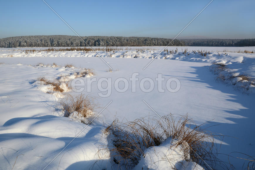 Сухая трава на берегу замерзшего озера.