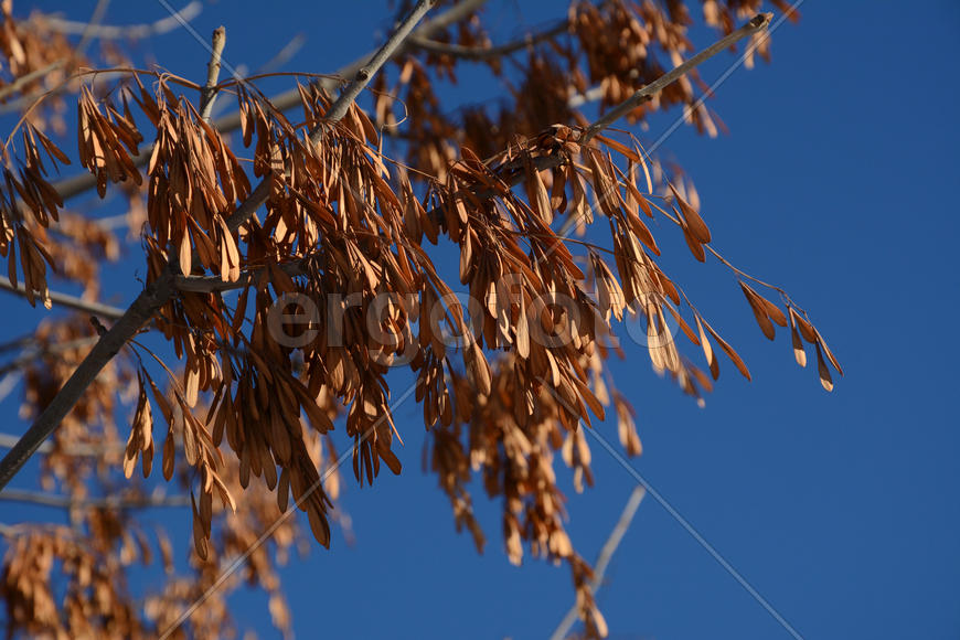 Сухие ветви с не опавшими сухими листьями зимой 