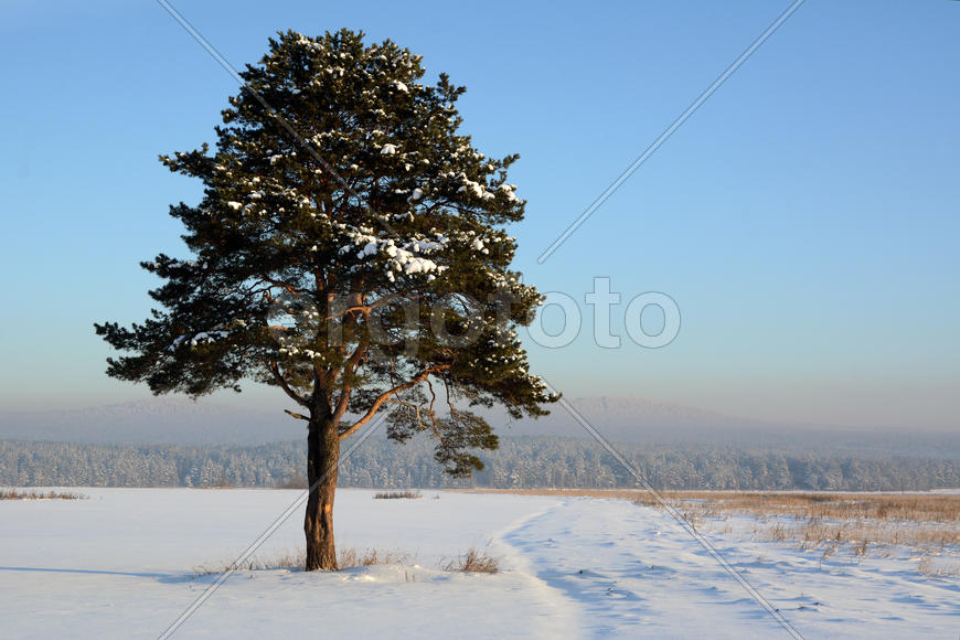 Одинокая сосна на снежном поле