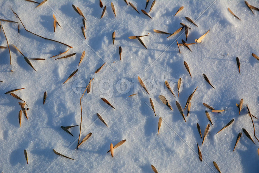 Опавшие листья на снегу 