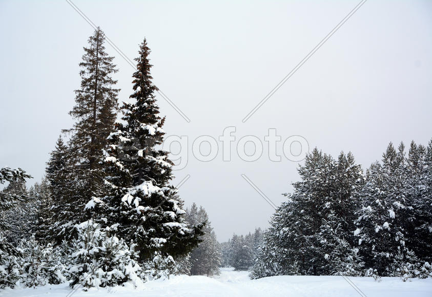 Зимний лес в пасмурный день.