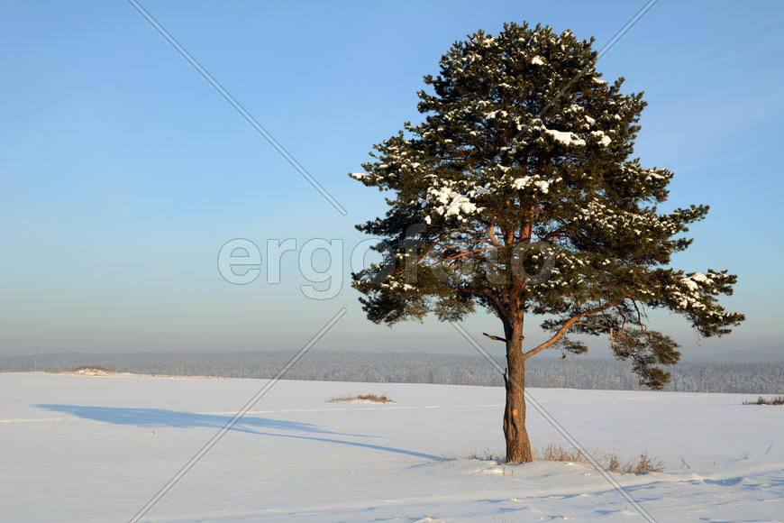 Одинокая сосна на снежном поле