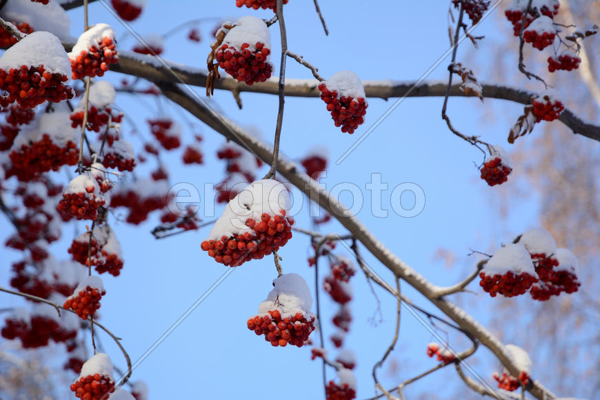 Гроздья рябины в снегу.