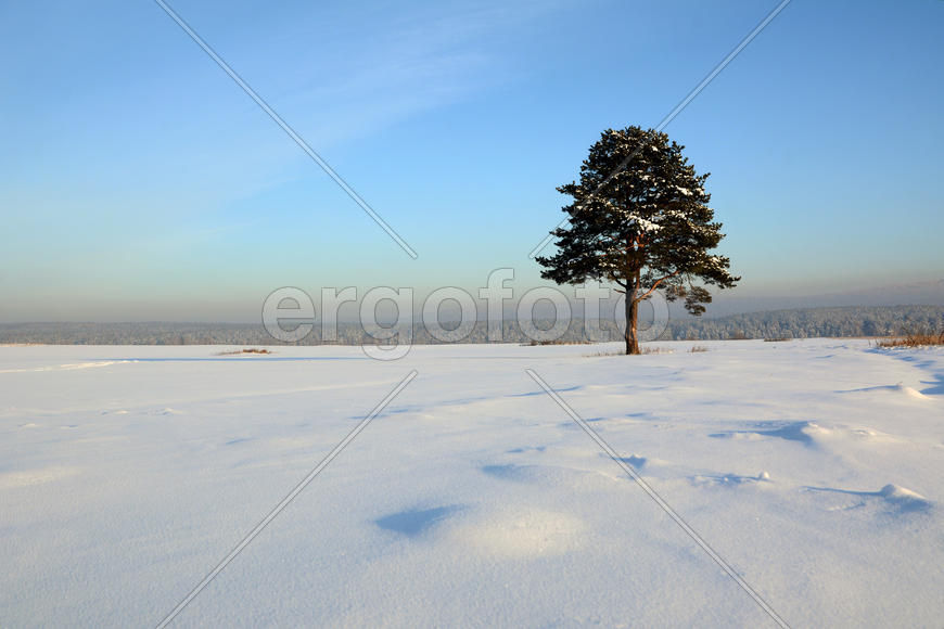 Одинокая сосна на снежном поле