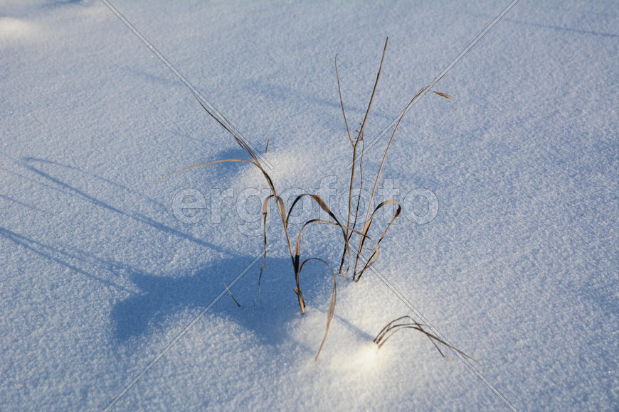 Сухая трава в снегу.
