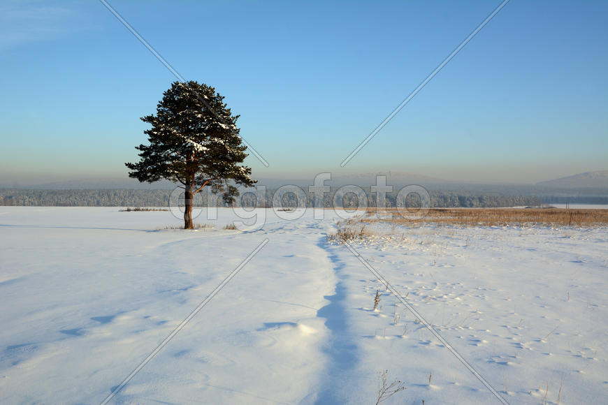 Одинокая сосна на снежном поле