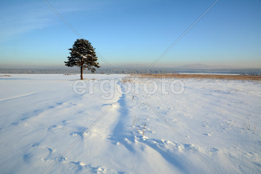 Одинокая сосна на снежном поле