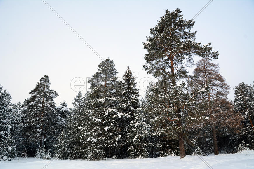 Зимний лес в пасмурный день.