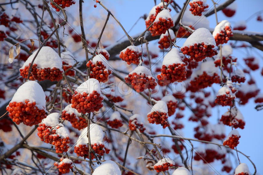 Гроздья рябины в снегу.