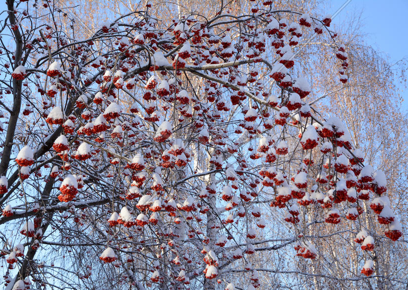 Гроздья рябины в снегу.
