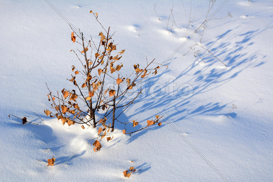 Сухое дерево в снегу 