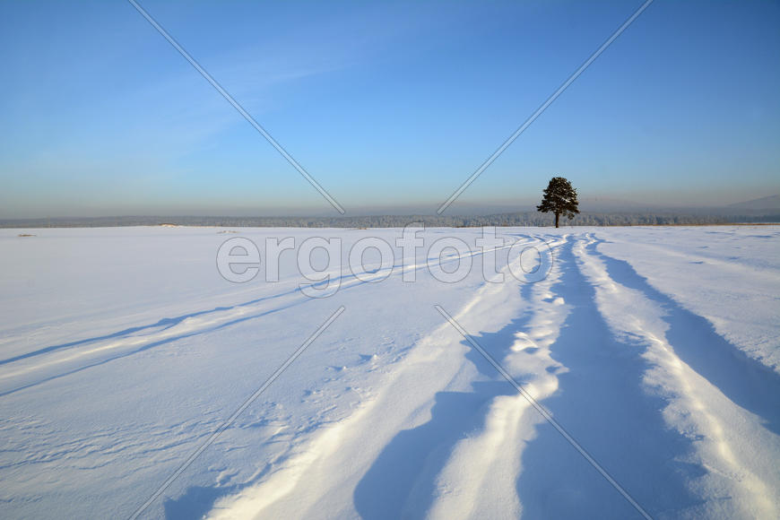 Одинокая сосна на снежном поле