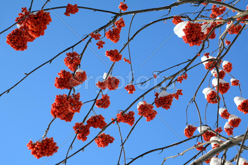 Гроздья рябины в снегу.