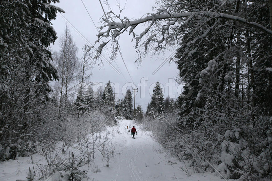 Дорога в лесу