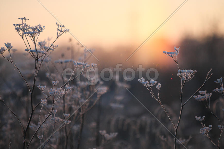 Кустарник в снегу