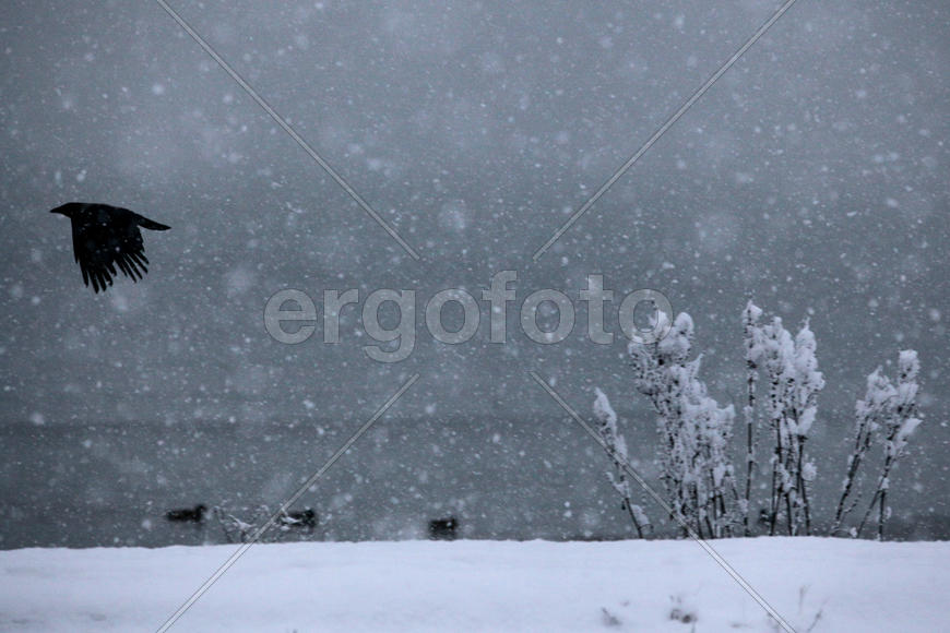 Ворона у моря