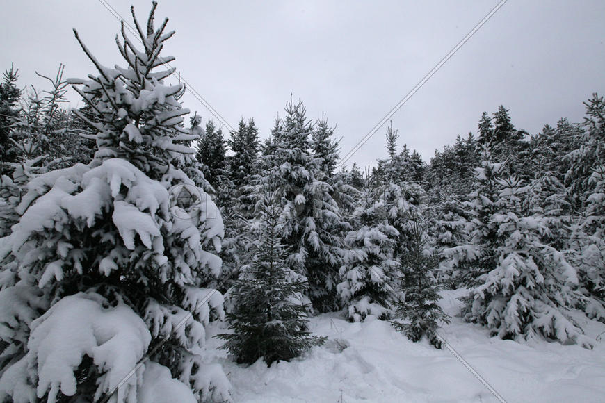 Елки в лесу