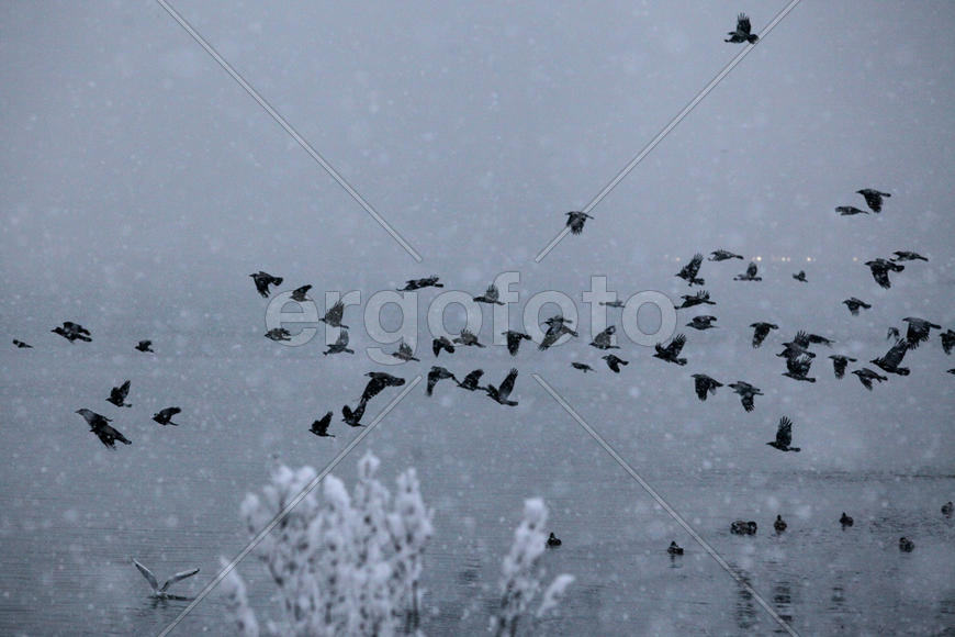 Вороны у моря