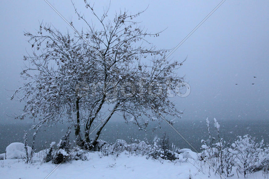 Дерево у моря