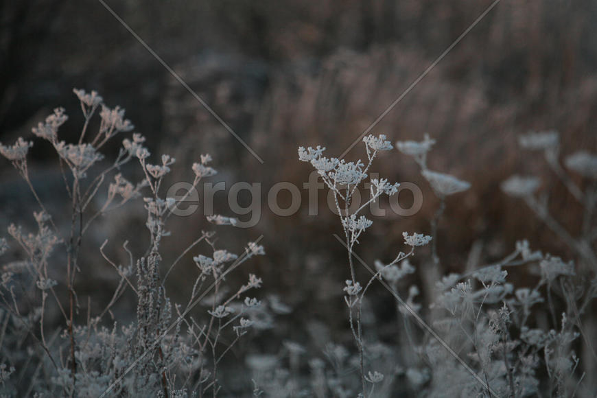 Кустарник в снегу