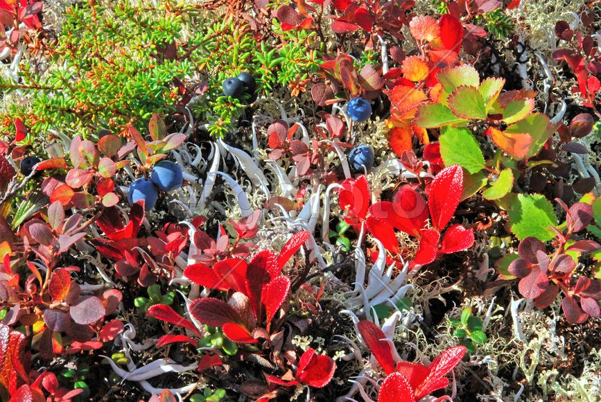 Растения Алтая.