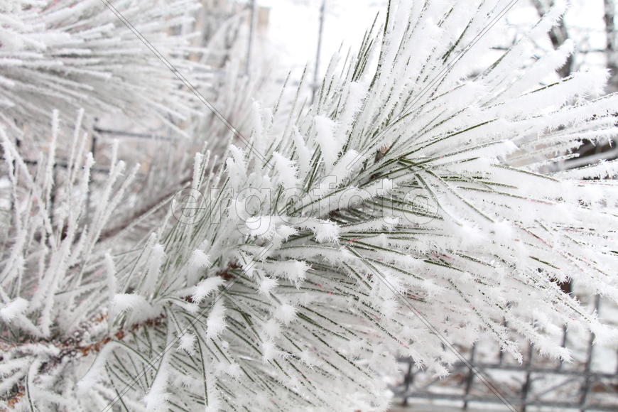 Ветка в инее